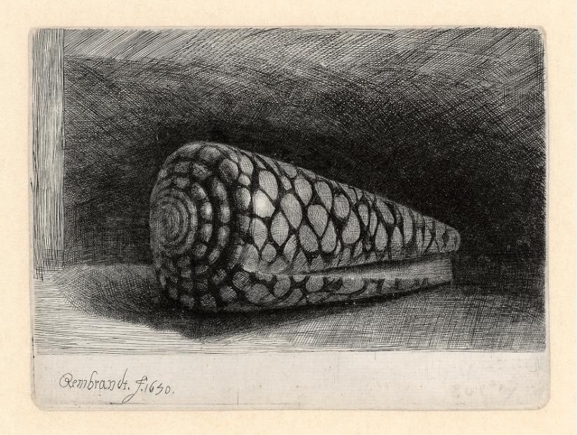 rembrandt_the_shell_b159_2
